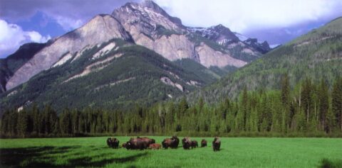 Blaeberry Valley Buffalo Ranch