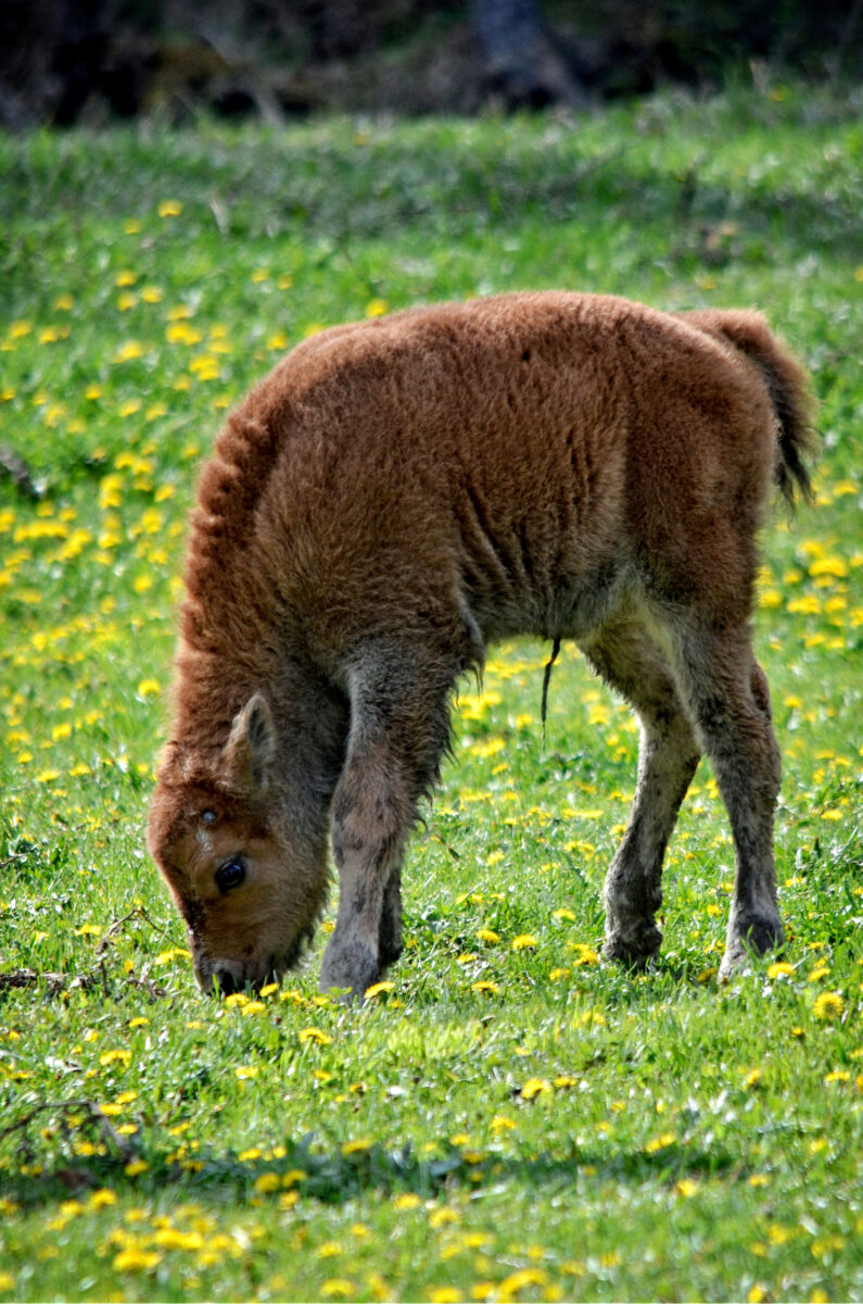 BuffaloCalf 2